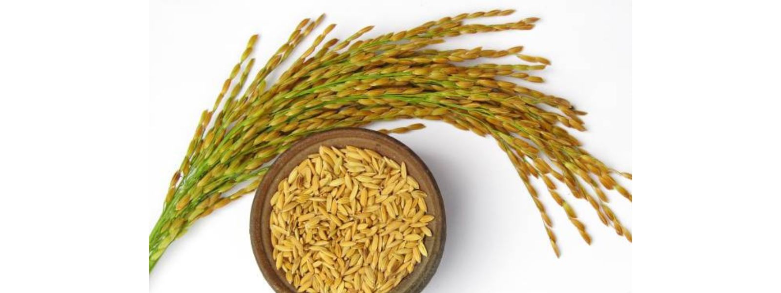 Govt Fast-Tracks Paddy Buying